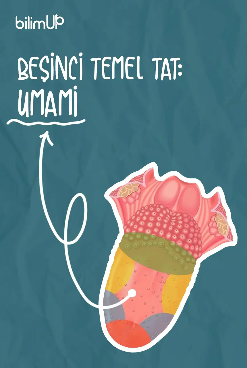 Beşinci Temel Tat: Umami