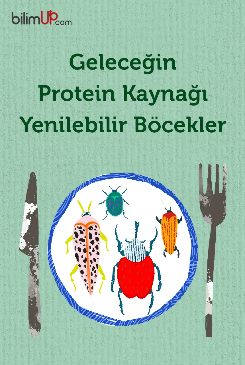 Geleceğin Protein Kaynağı Yenilebilir Böcekler