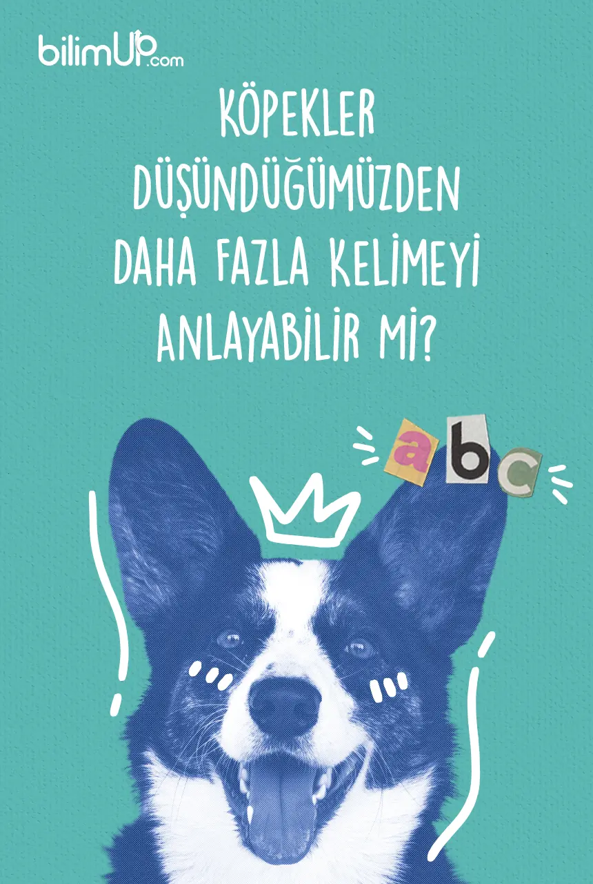Köpekler Düşündüğümüzden Daha Fazla Kelimeyi Anlayabilir Mi?