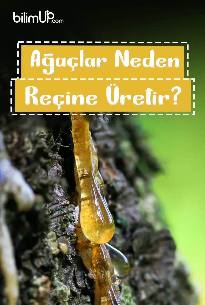 Ağaçlar Neden Reçine Üretir?