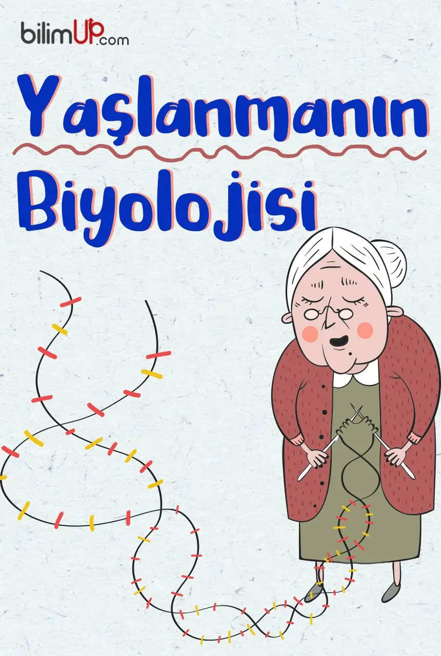 Yaşlanmanın Biyolojisi