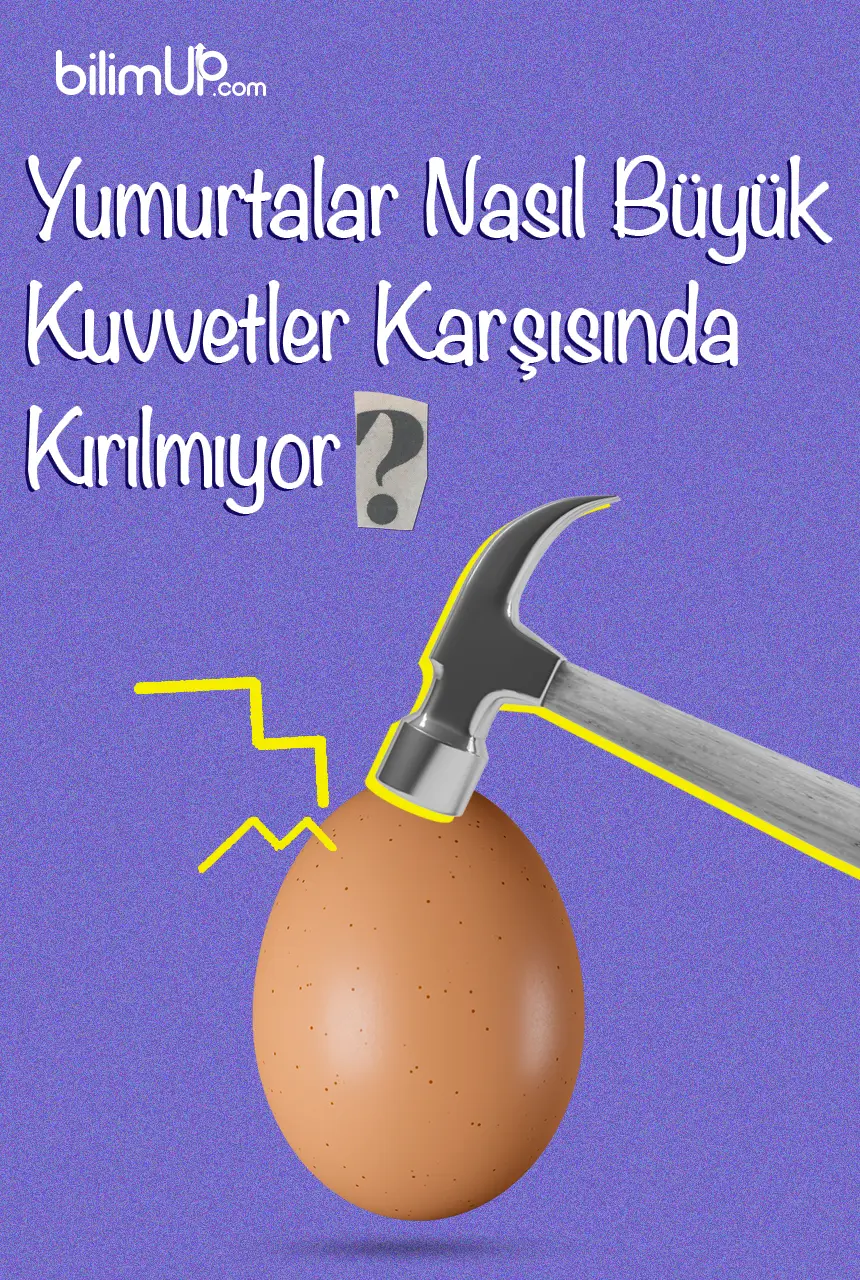 Yumurtalar Nasıl Büyük Kuvvetler Karşısında Kırılmıyor?