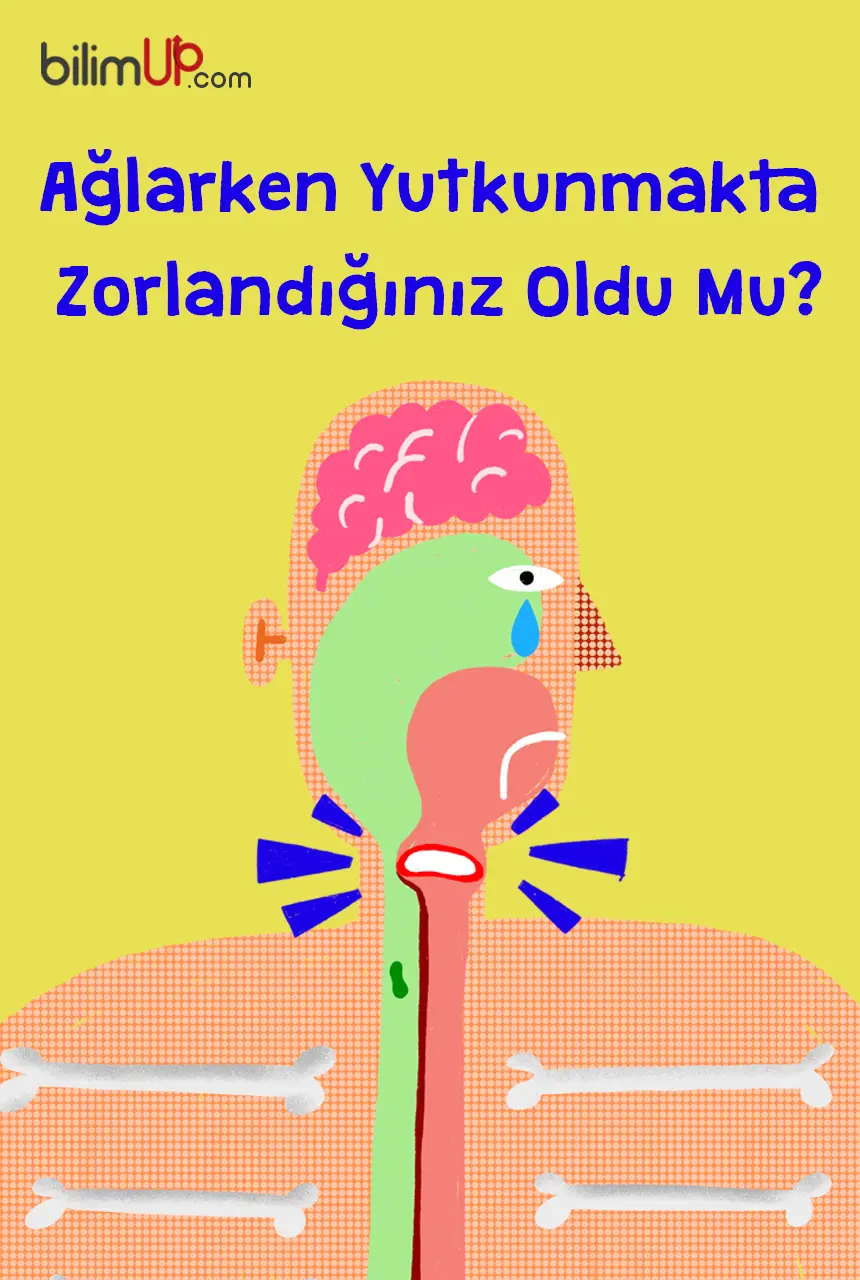 Ağlarken Neden Yutkunmakta Zorlanırız?