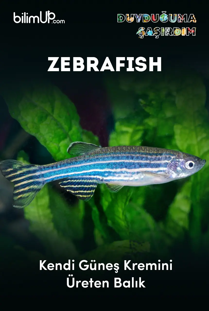 Kendi güneş kremini üreten balık