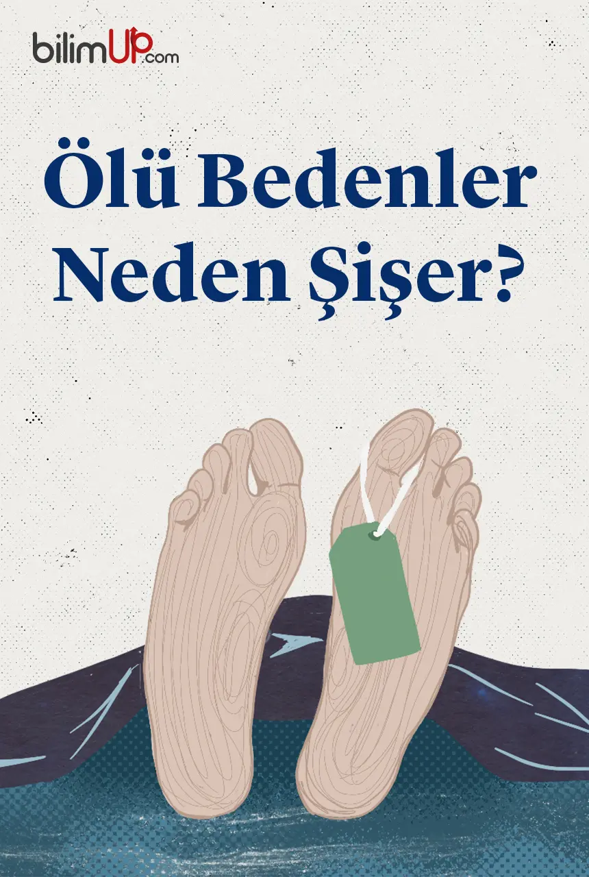 Ölü Bedenler Neden Şişer?
