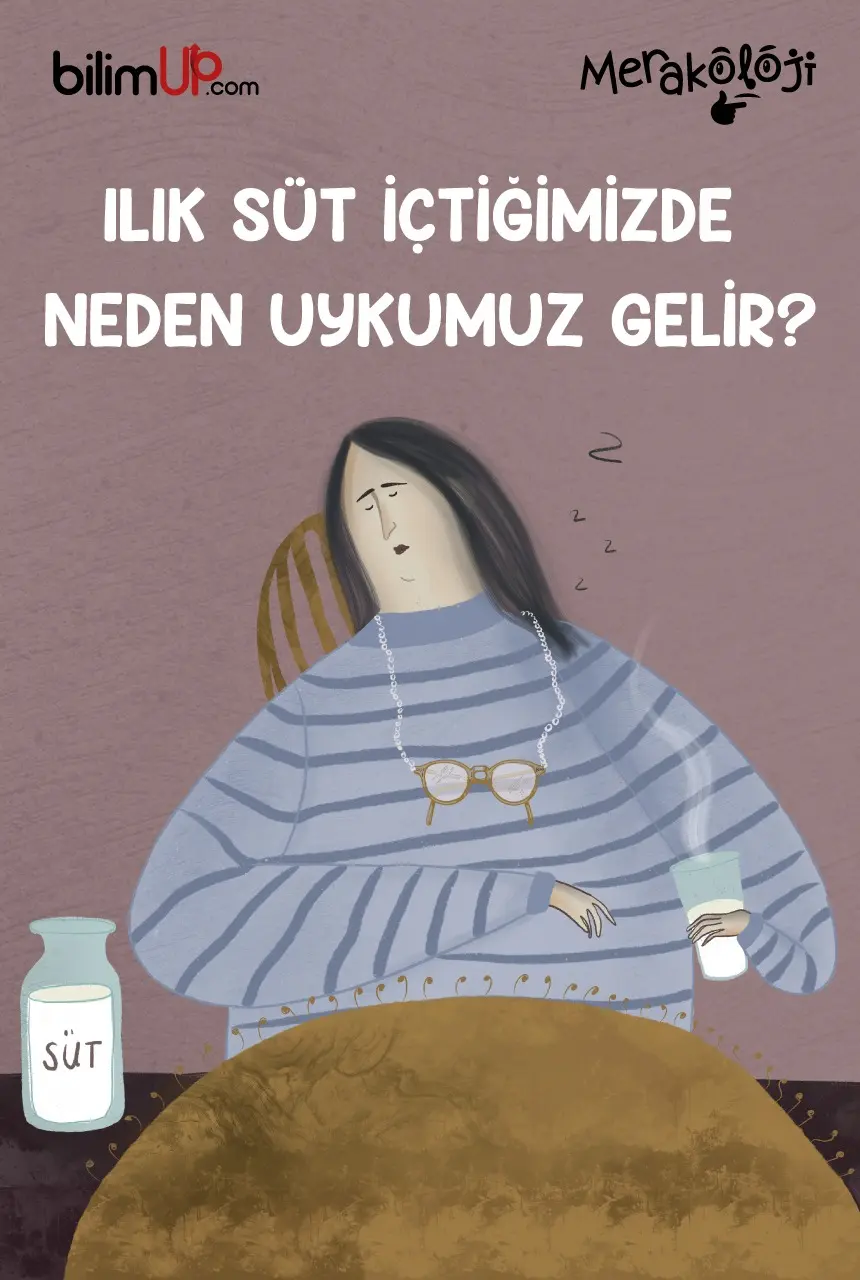 Ilık Süt İçtiğimizde Neden Uykumuz Gelir?