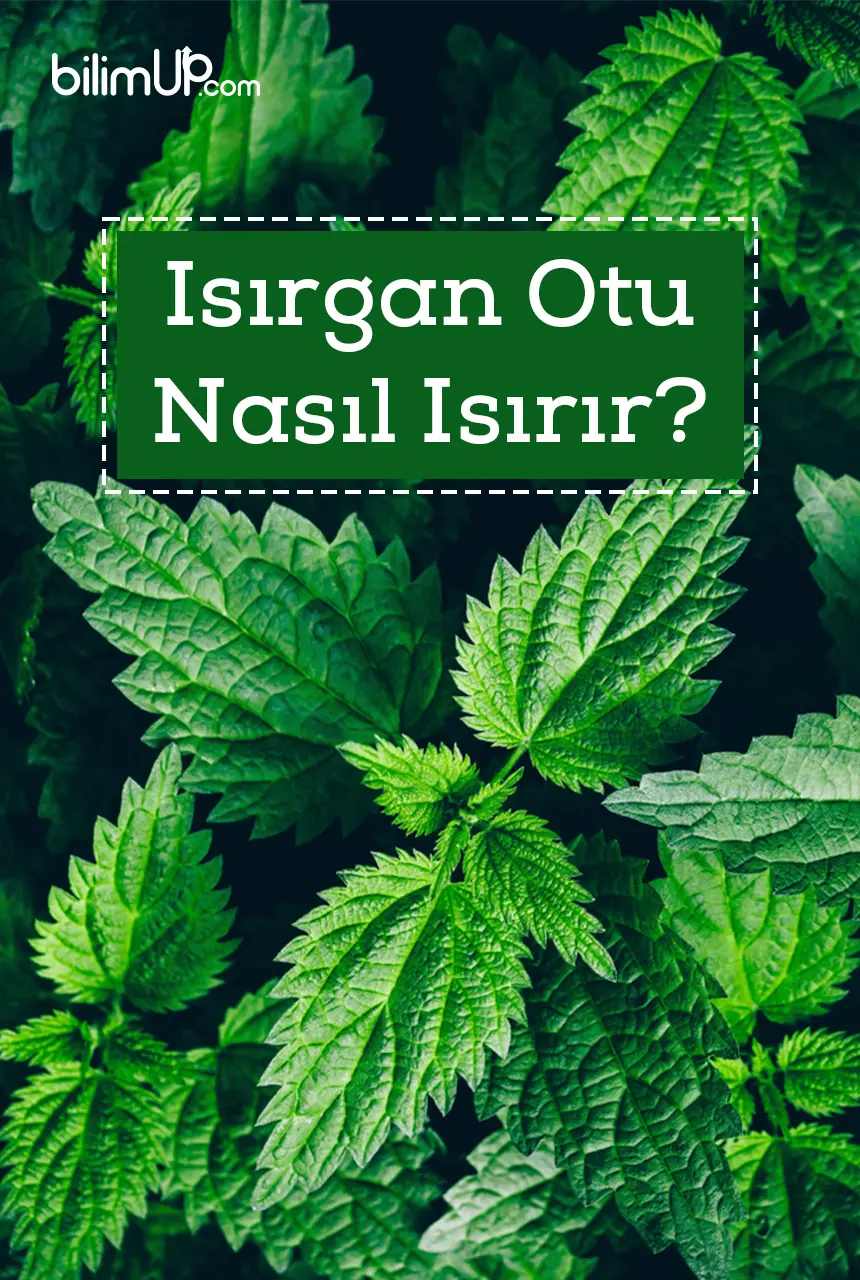Isırgan Otu Nasıl Isırır?